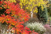 Rhus typhina Radiance