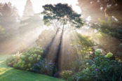 Acer griseum in mist