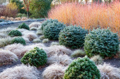 The Winter Garden at The Bressingham Gardens