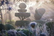 Topiary in the Mist