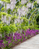 Wisteria arch with alliums