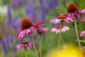 Echinacea purpurea 'Ruby Giant'