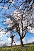 Pruning an apple tree.