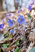 Hepatica nobilis 