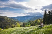 Alpine wild daffodil meadow