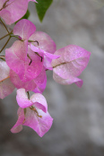 Bougainvillea after a storm