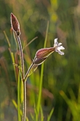 Silene latifolia