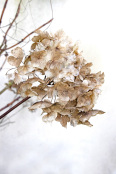 Hydrangea flowerhead, Christmastime