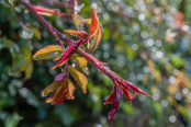 Raindrops on roses