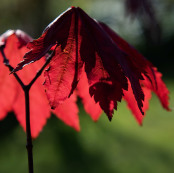 Red Parasol