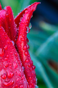 Red Tulip - early morning