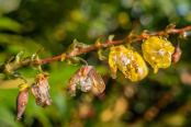 Remnants of the morning's mist