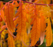 Rhus typhina 'Tiger Eyes'