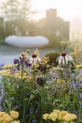 Echinacea at dawn