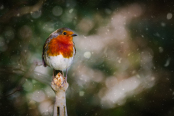 Winter morning Robin 
