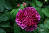 Rosa 'Charles de Mills'