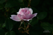 Rosa 'Estima'