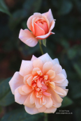 Rosa 'Perle d'Or'