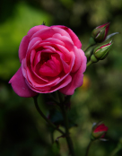 Rosa 'Pink Perpetue'