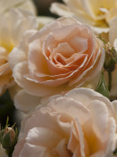 Rosa Susan Daniel-Harlady
