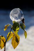 Frozen Soap Bubble on Rose Branch