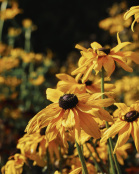 Rudbeckia
