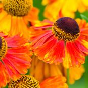 Helenium