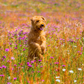 Terrier in the Wildflower Meadow