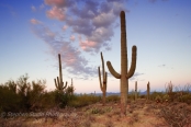 Saguaro cacti (Cereus giganteus)