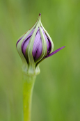 Tragopogon Porrifolius