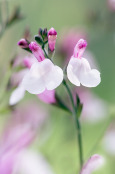 Salvia greggii 'Joy'