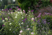 An Autumn Border at Scotney Castle