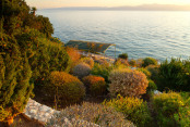 September Light in the Sea Garden