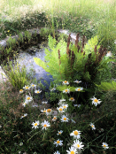 Meadow Pond