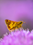 Skipper on Allium
