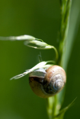 Snail having a nap