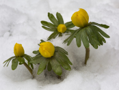 Snow Dancers