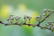 Spiraea x arguta ' Bridal wreath' in the rain