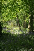 Spring Wood