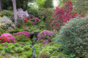 Spring in a Hillside Garden