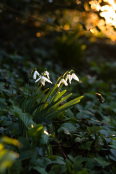 Steeple Snowdrops