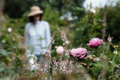 Stokesay Flowers - the rose garden