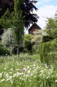 Wild flower meadow with folly