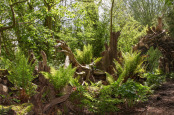 Stumpery