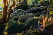 Subtropical Garden in Dawn Light