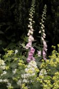 Foxgloves
