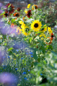 Mix of summer blooms