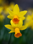 Narcissus 'jetfire'