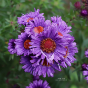 Symphyotrichum novae-angliae 