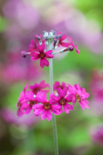 Primula pulverulenta